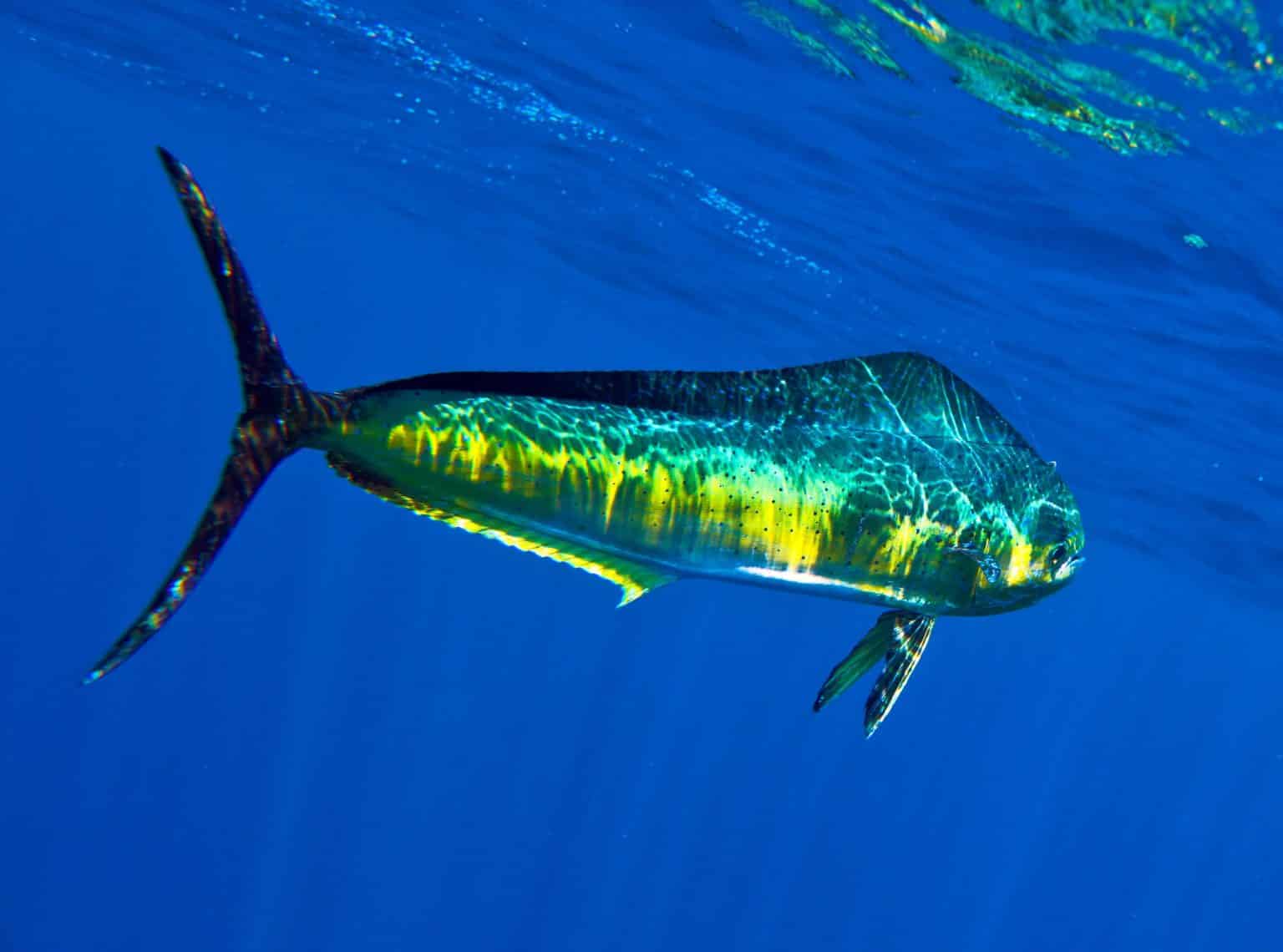 Mahi Mahi Dorado Dolphin Fishing